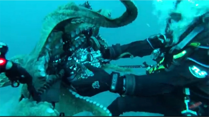 octopus divers 1.jpg